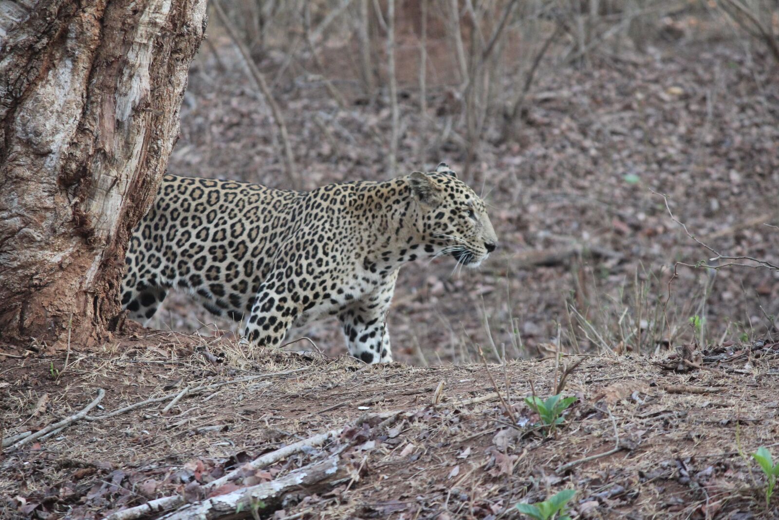 Canon EOS 1200D (EOS Rebel T5 / EOS Kiss X70 / EOS Hi) sample photo. Leopard, wildlife, jungle photography