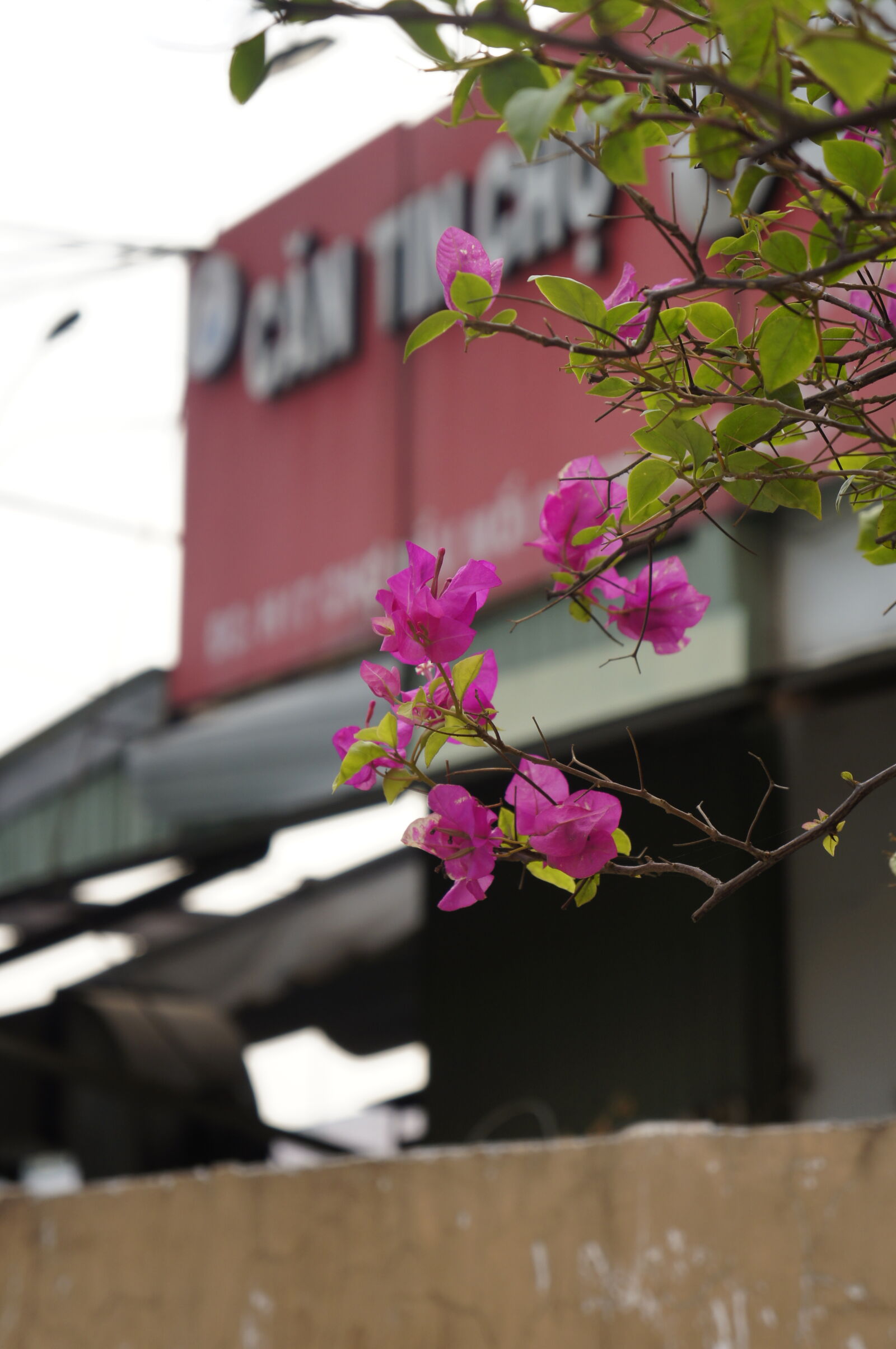 Sony E 18-55mm F3.5-5.6 OSS sample photo. Flowers photography