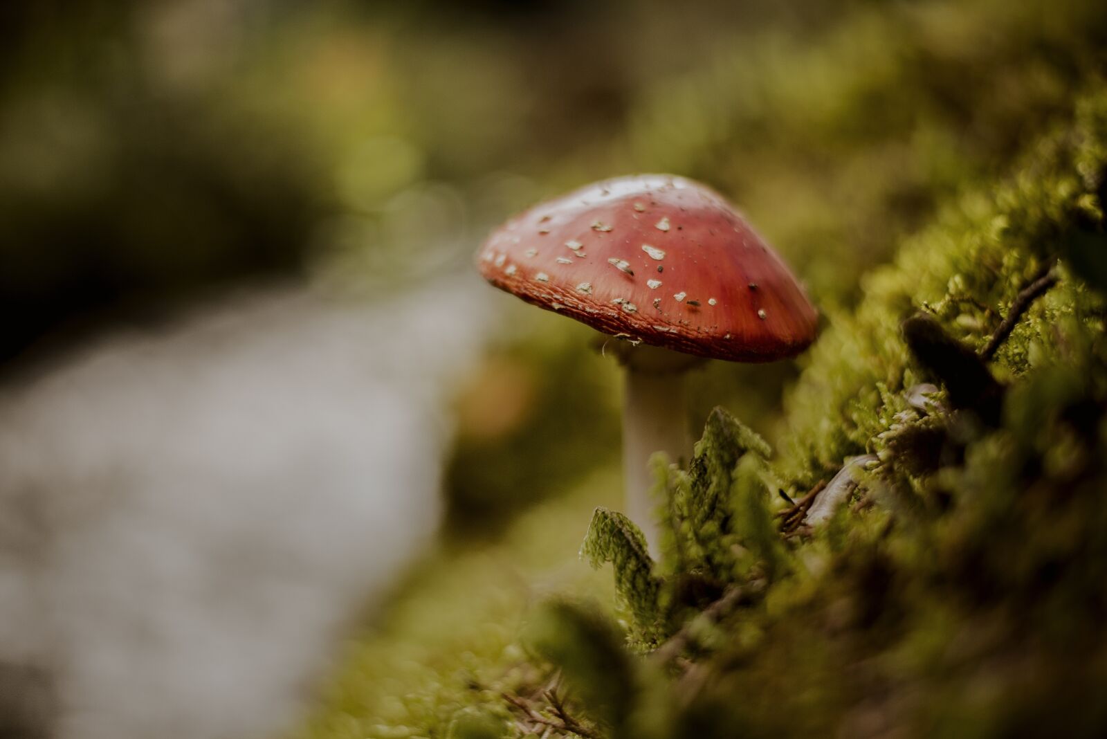 Nikon D600 sample photo. Fungus, nature, mushrooms photography