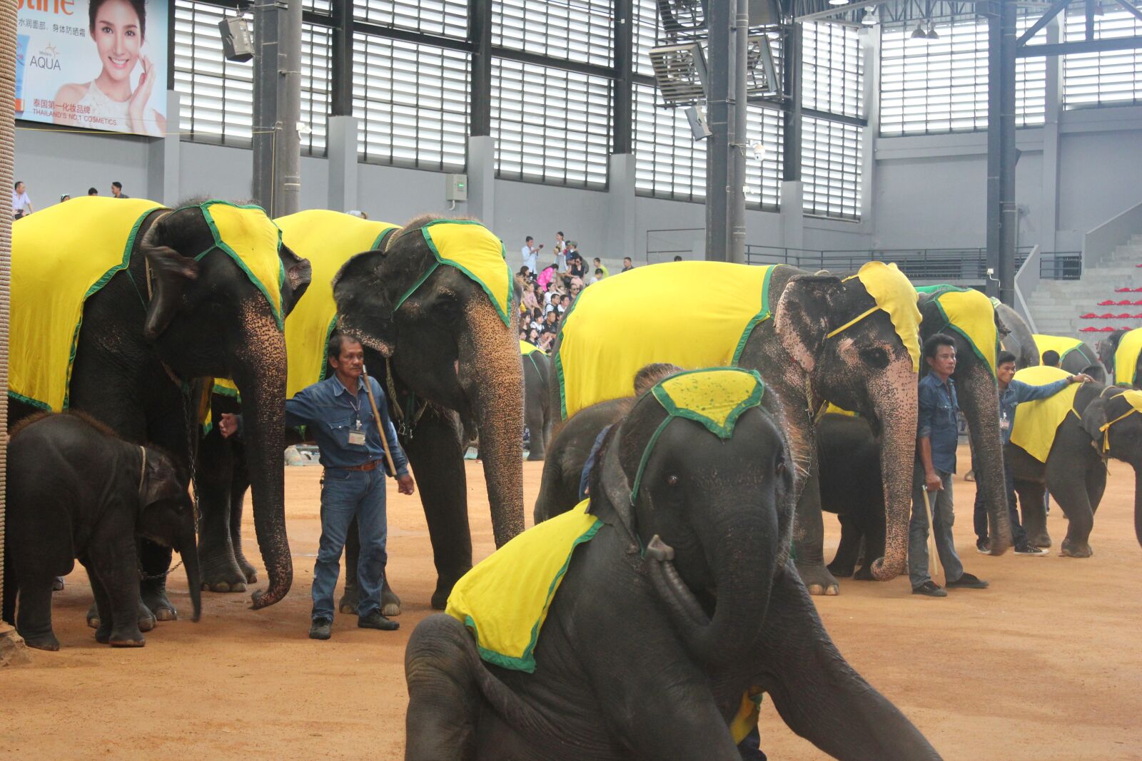 Canon EOS 550D (EOS Rebel T2i / EOS Kiss X4) sample photo. Wonderfull, elephant, thailand photography