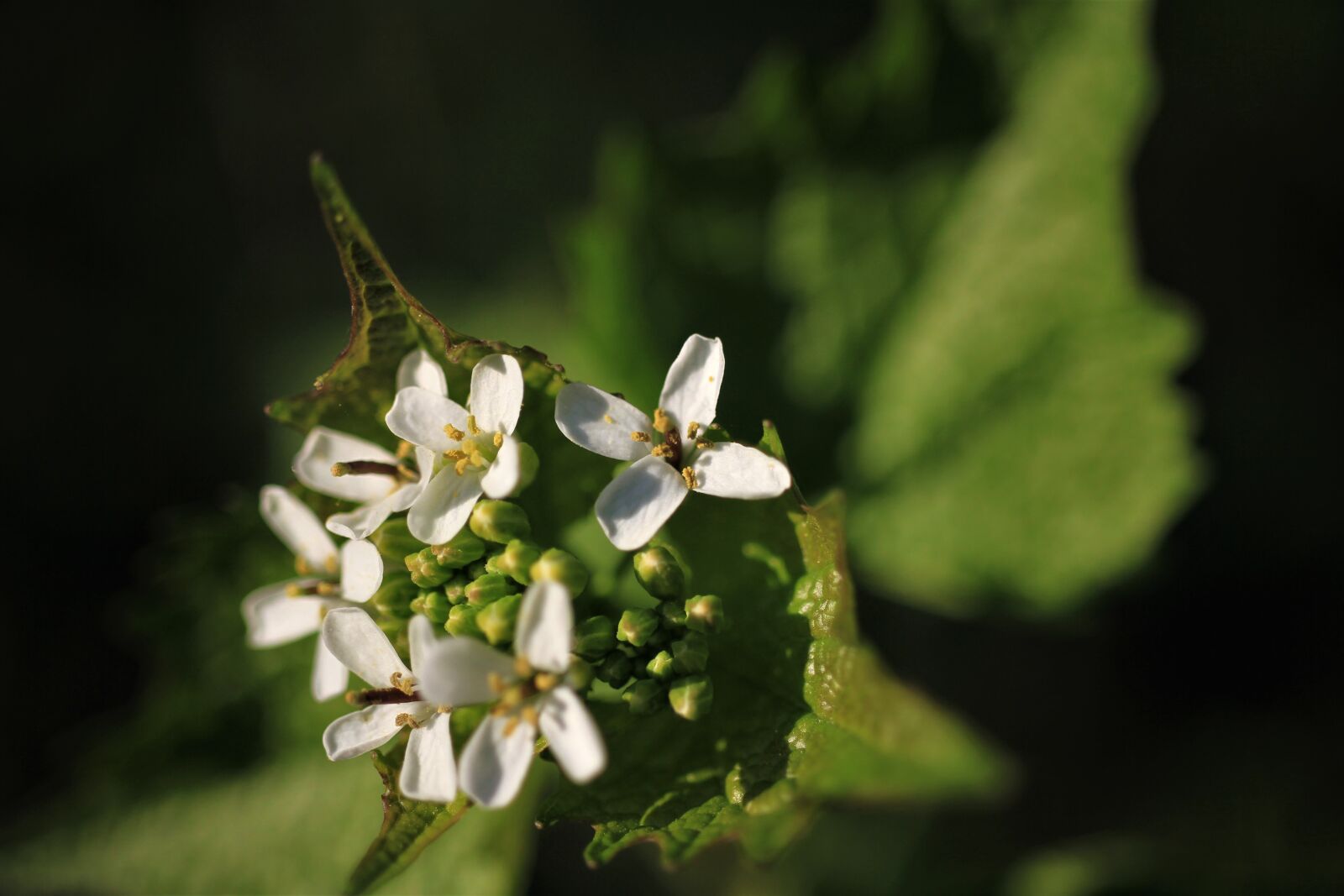 Canon EF-S 35mm F2.8 Macro IS STM sample photo. Flowers, weed, wild herb photography