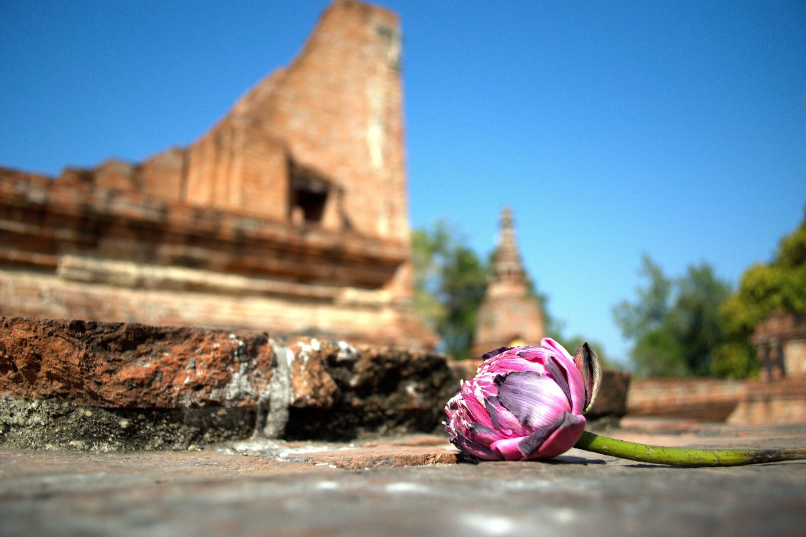 Nikon D3100 sample photo. Lotus, flowers, nature photography