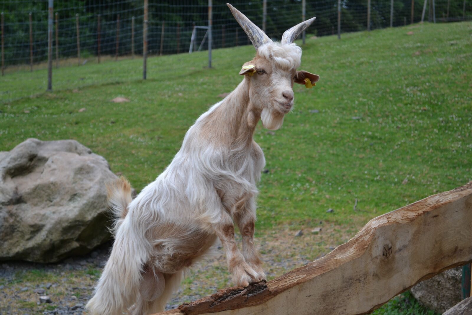 Nikon D3100 sample photo. Billy goat, zoo, goat photography