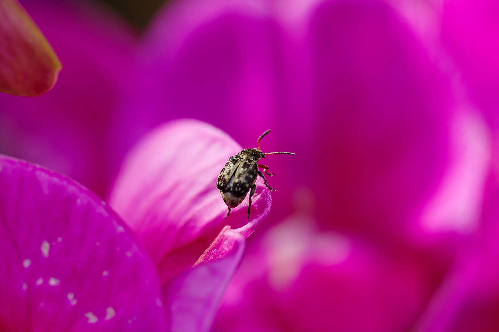 Canon EOS 60D + Canon EF-S 60mm F2.8 Macro USM sample photo. Blossom, bloom, beetle photography