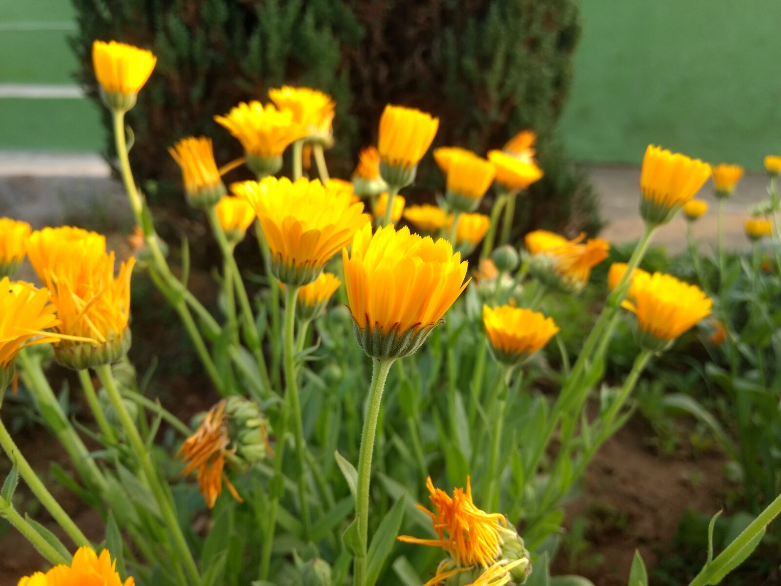 Motorola Moto G (4) sample photo