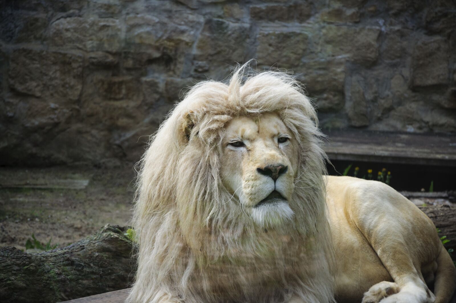 Nikon D5000 sample photo. Lion, zoo, africa photography