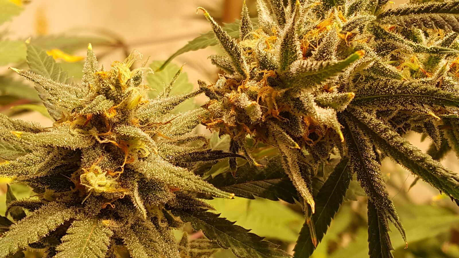 Samsung Galaxy Note5 sample photo. Cannabis, grow, marihuana photography