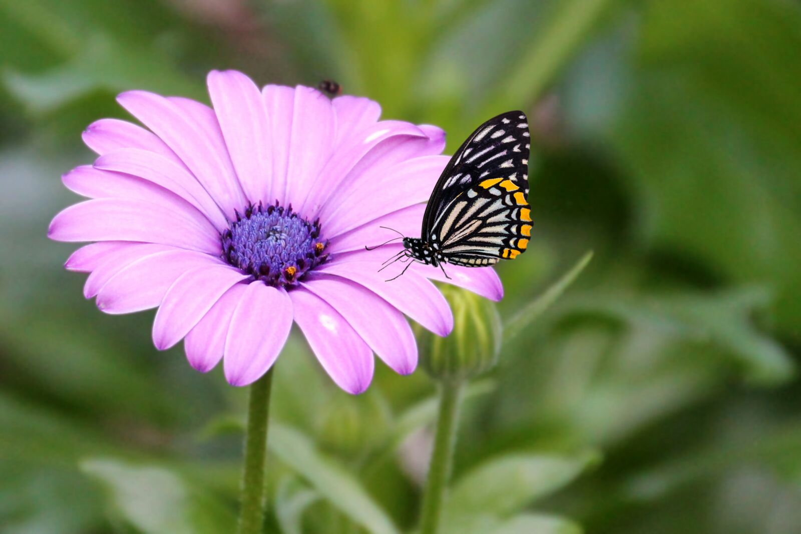 Canon EOS 1100D (EOS Rebel T3 / EOS Kiss X50) sample photo. Flower, blossom, bloom photography