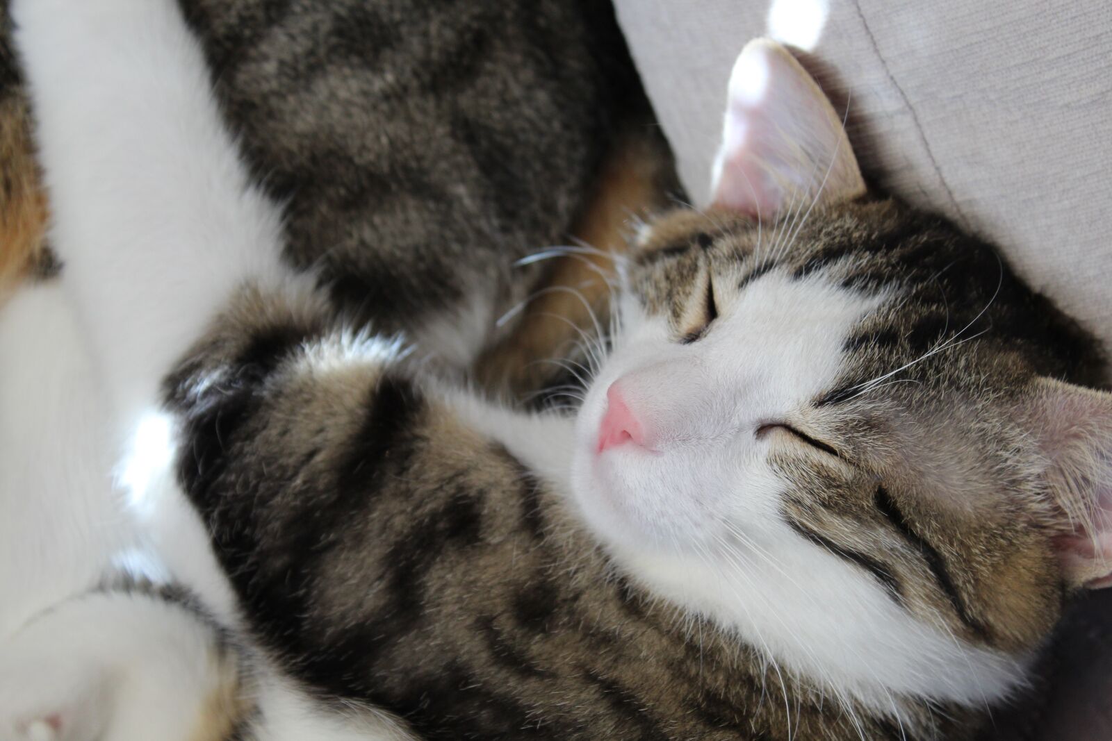 Canon EOS 1300D (EOS Rebel T6 / EOS Kiss X80) sample photo. Cat, pat, animal photography