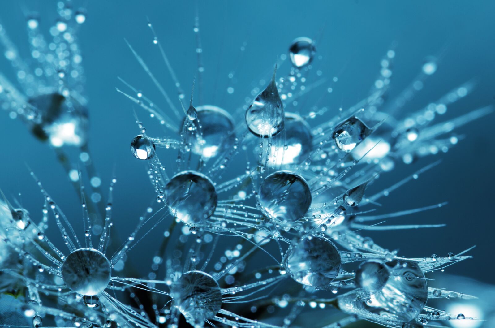 Canon EOS 550D (EOS Rebel T2i / EOS Kiss X4) sample photo. Clear, water, drops photography