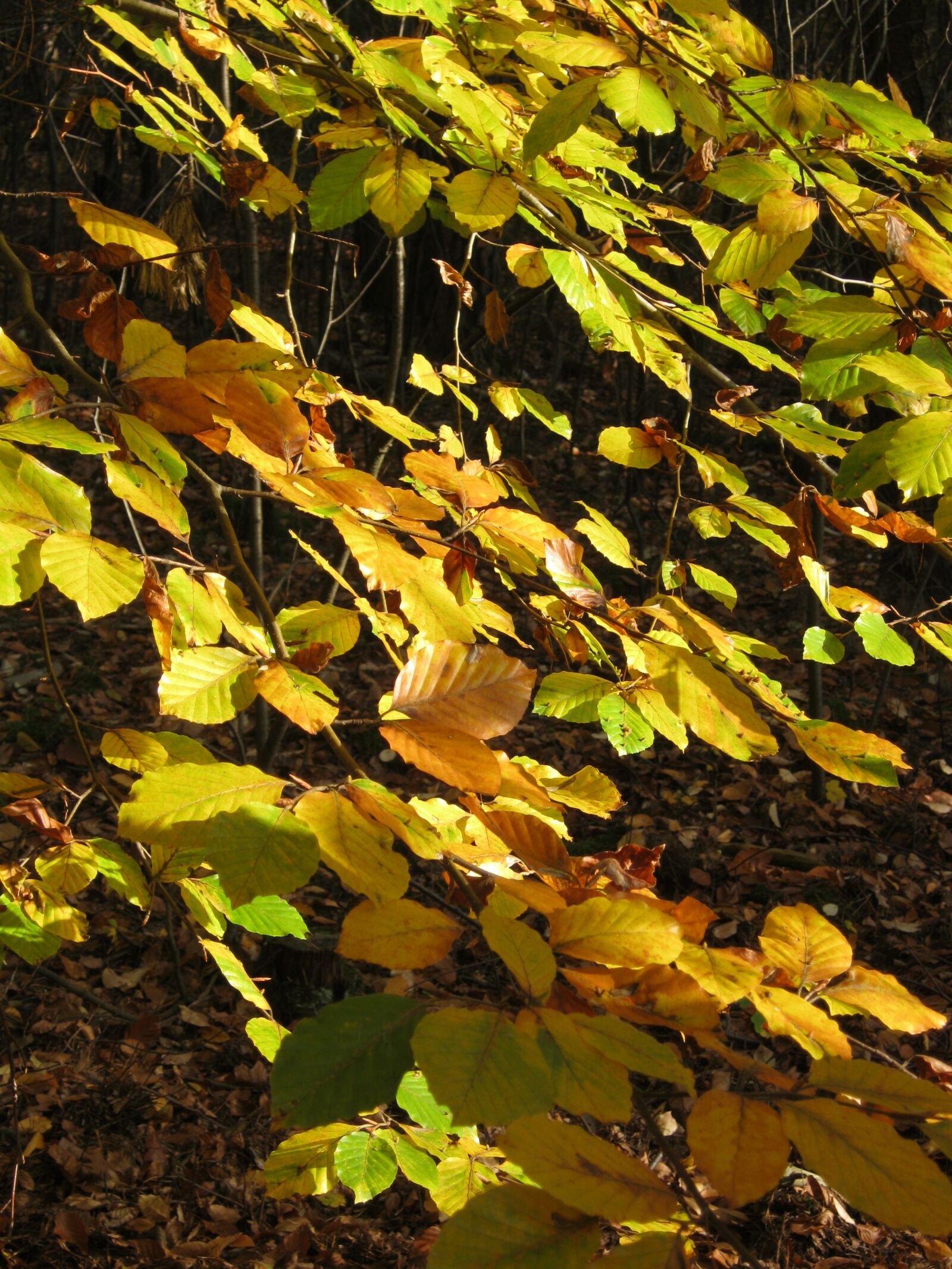 Canon PowerShot A495 sample photo. Leaves, autumn, emerge photography