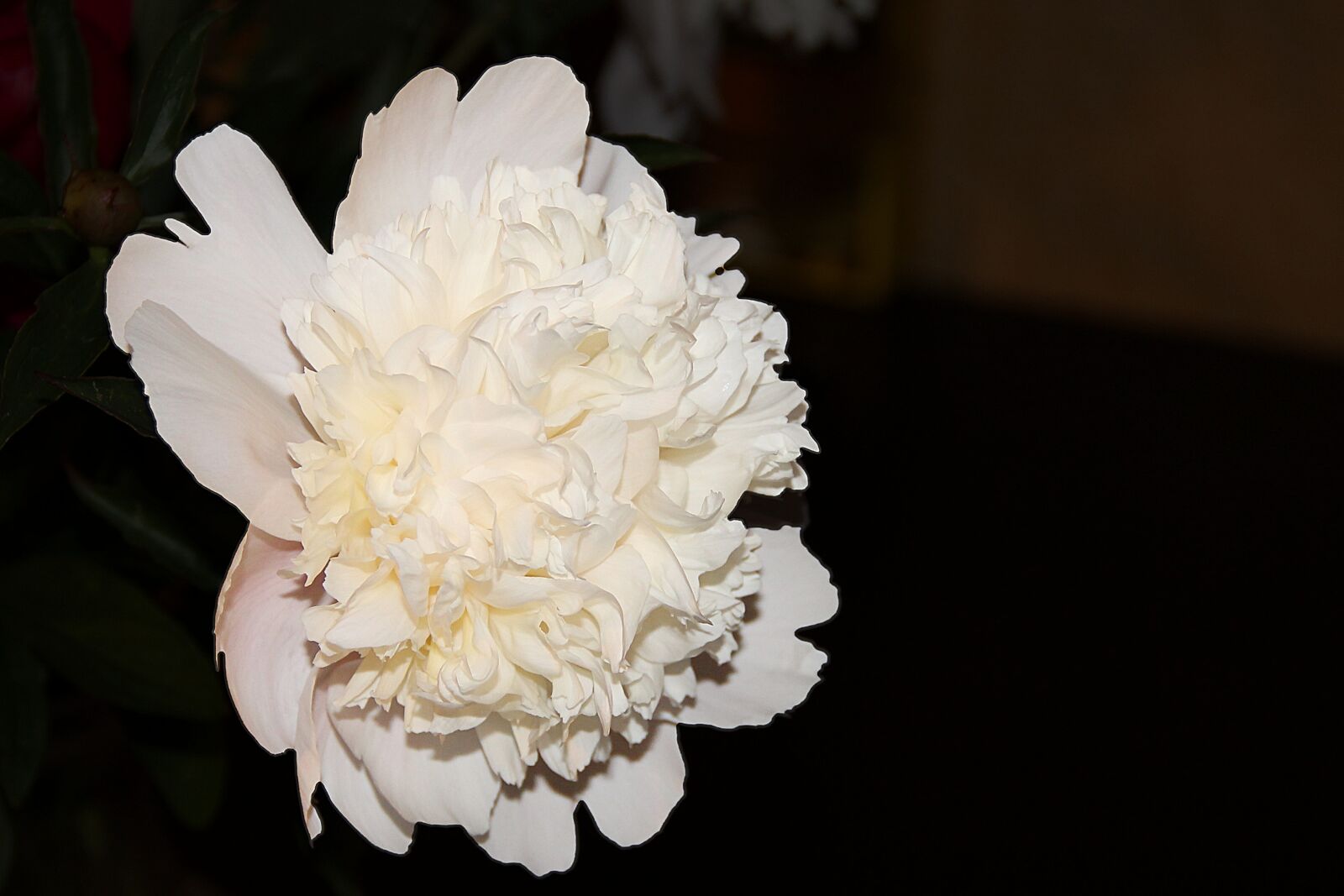 Canon EOS 1100D (EOS Rebel T3 / EOS Kiss X50) sample photo. Peony, white, blossom photography