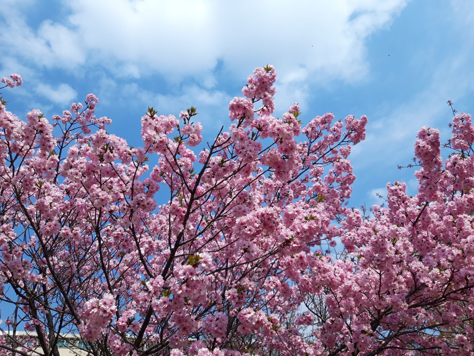 Samsung Galaxy A6 sample photo. Spring, sky, clouds photography