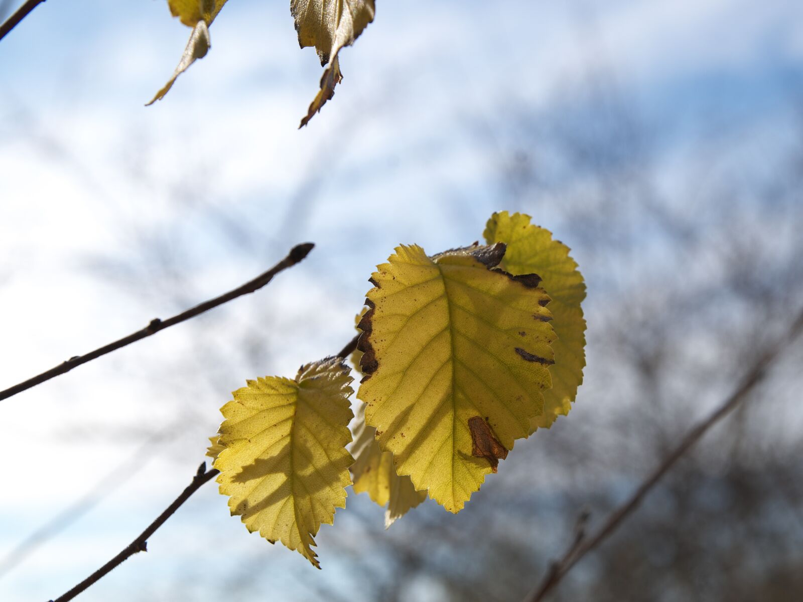 Pentax K-01 sample photo. Autumn, leaves, backlight photography
