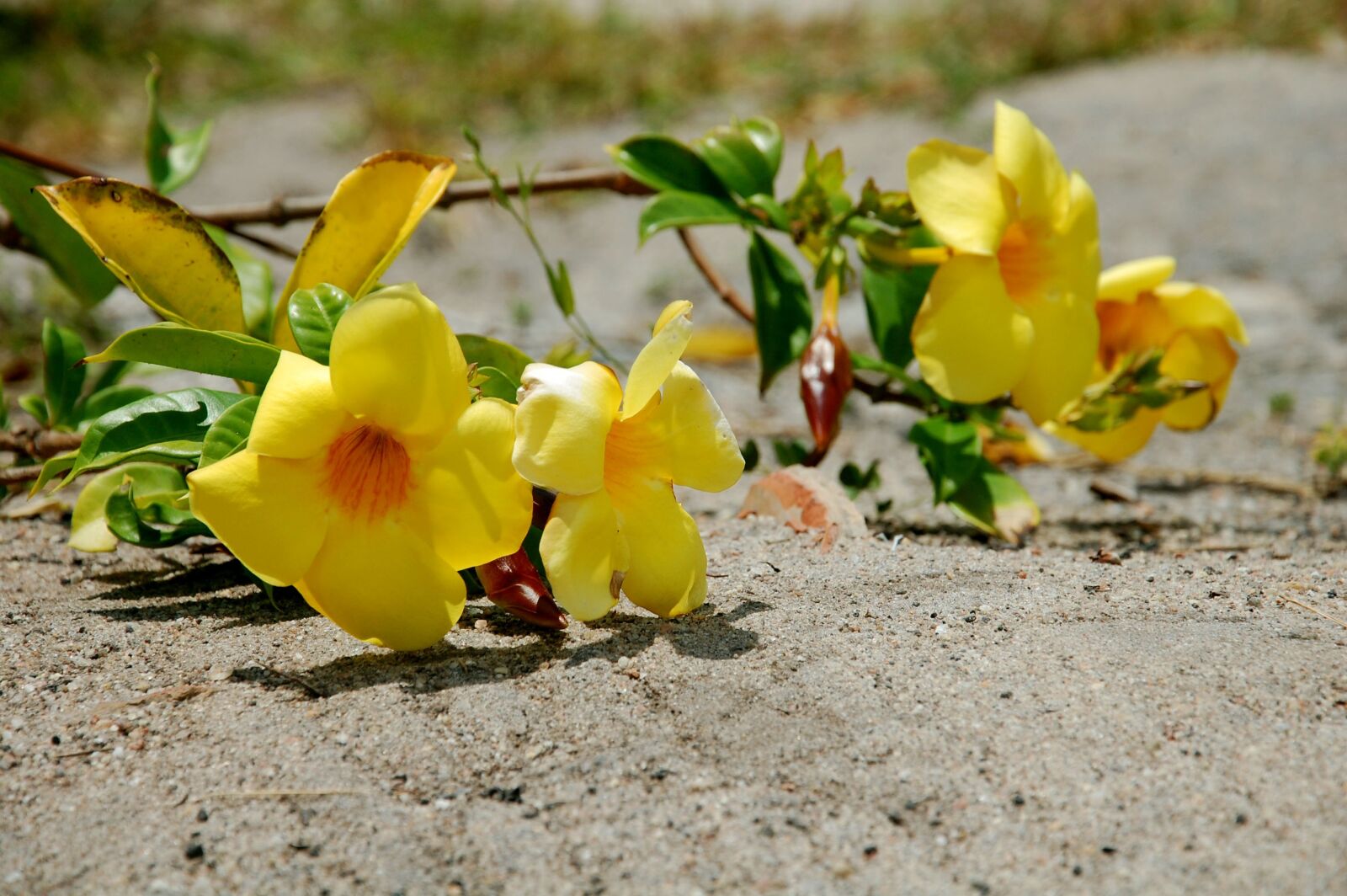 Nikon D40 sample photo. Brazil, bahia, flower photography