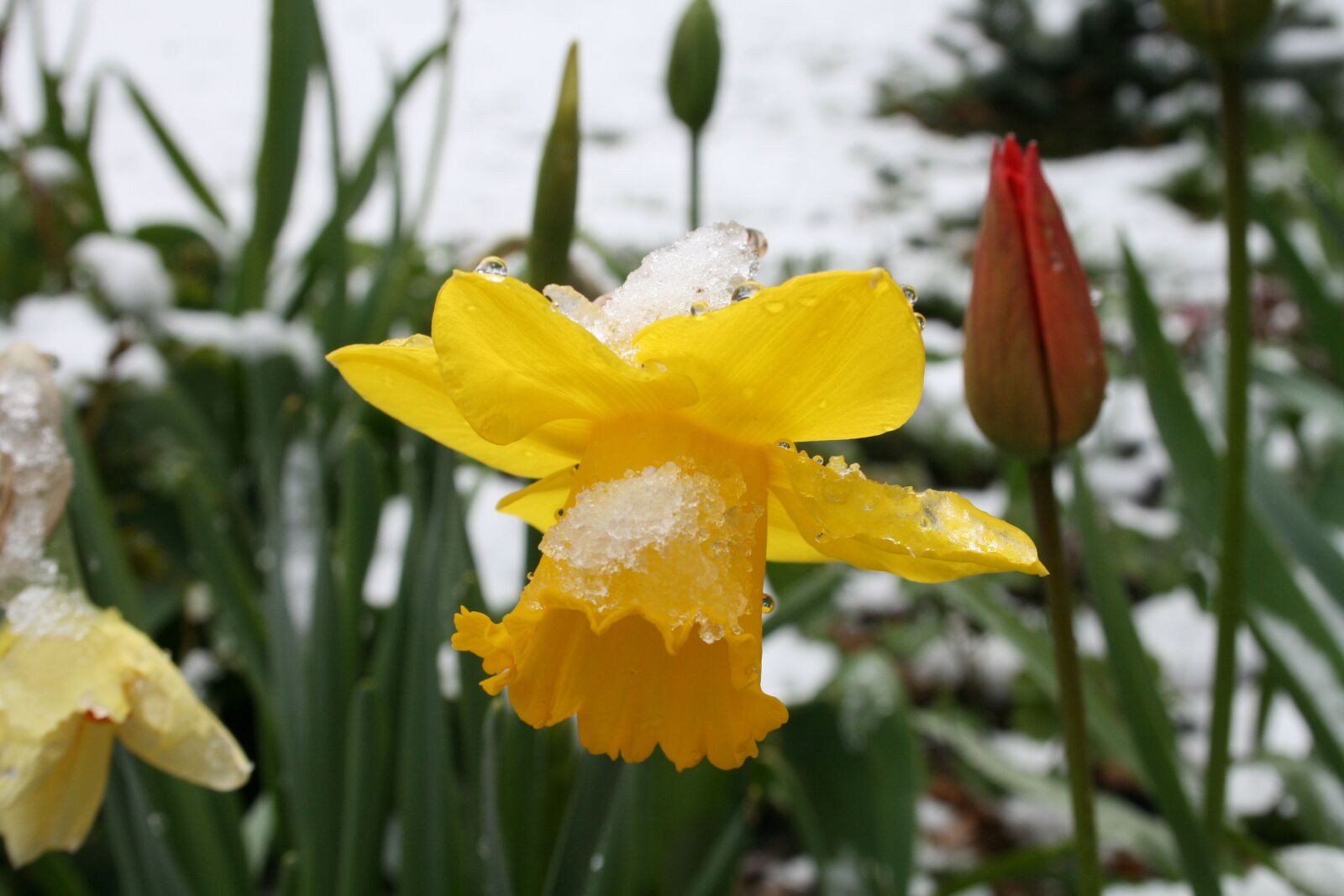 Canon EOS 400D (EOS Digital Rebel XTi / EOS Kiss Digital X) sample photo. Daffodils, snow, winter photography