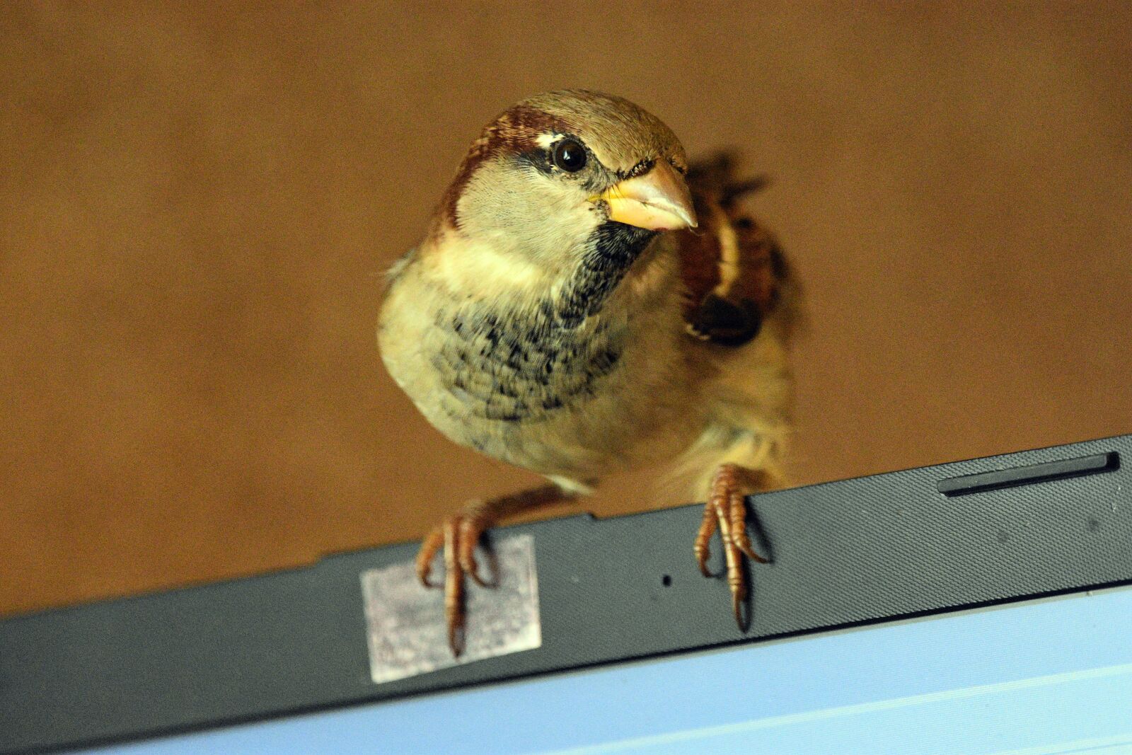 Nikon D3400 sample photo. Sparrow, bird, laptop photography
