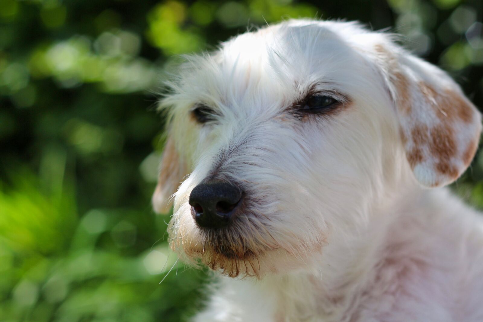 Canon EOS 700D (EOS Rebel T5i / EOS Kiss X7i) sample photo. Dog, terrier, parson russell photography