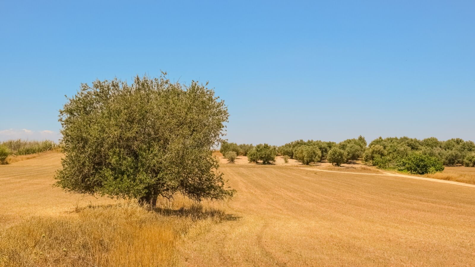 Nikon D3300 sample photo. Tree, farmland, landscape photography