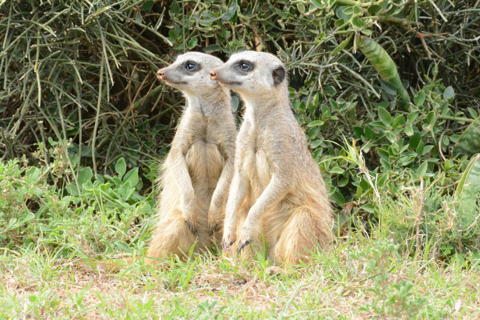 Nikon D5200 sample photo. Mongoose, wildanimal, meerkat photography