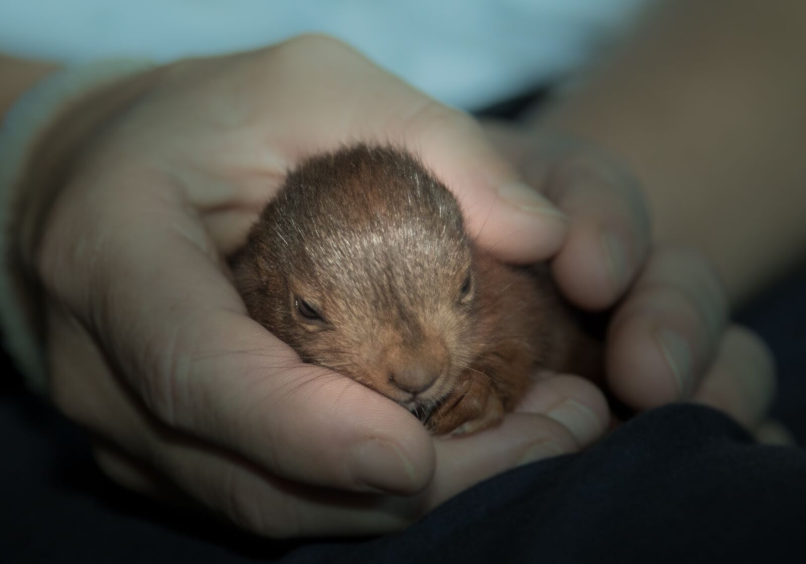 Canon EOS 5D Mark IV sample photo. Squirrel, rodent, animal photography