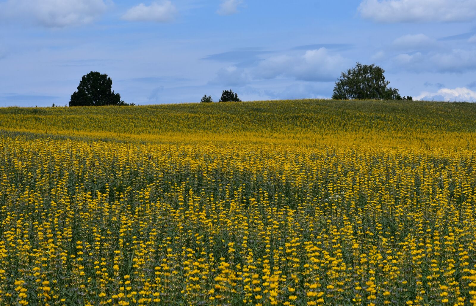 Nikon D3400 sample photo. Summer, kaszuby, field photography