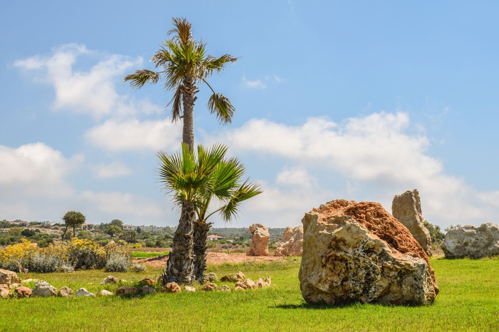Nikon D3300 sample photo. Landscaping, palm trees, rocks photography