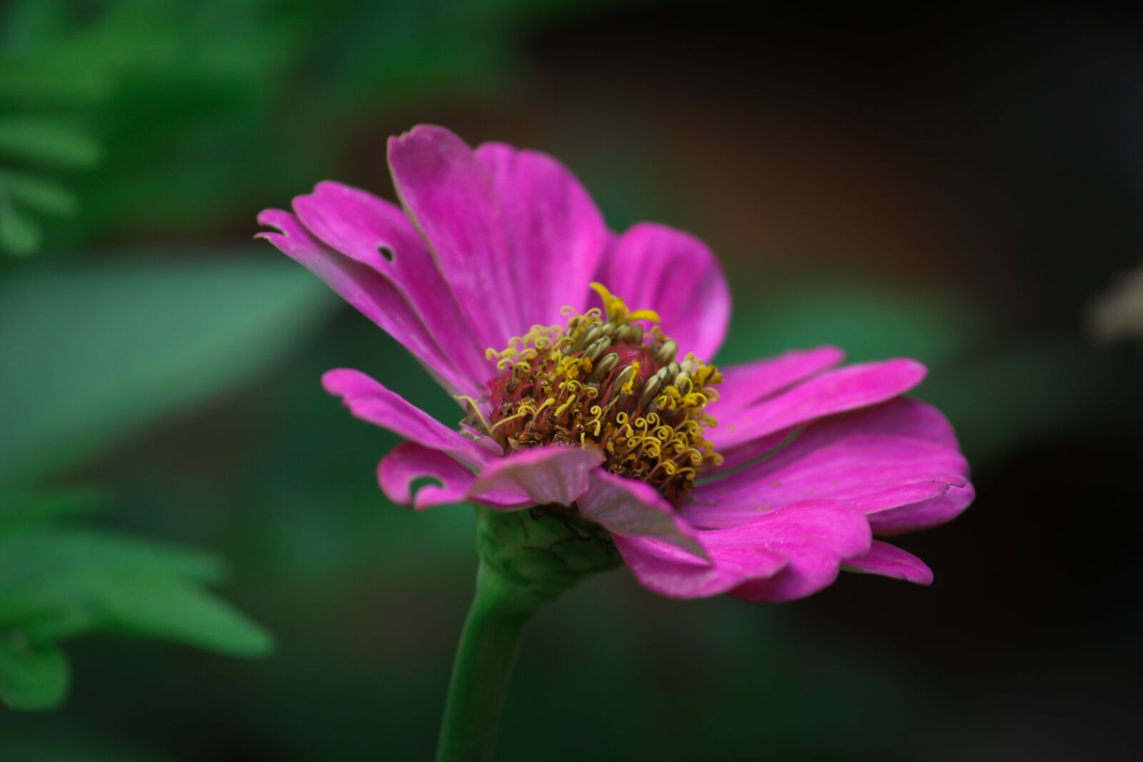 Canon EOS 700D (EOS Rebel T5i / EOS Kiss X7i) sample photo. Weeds, beautiful, flower photography
