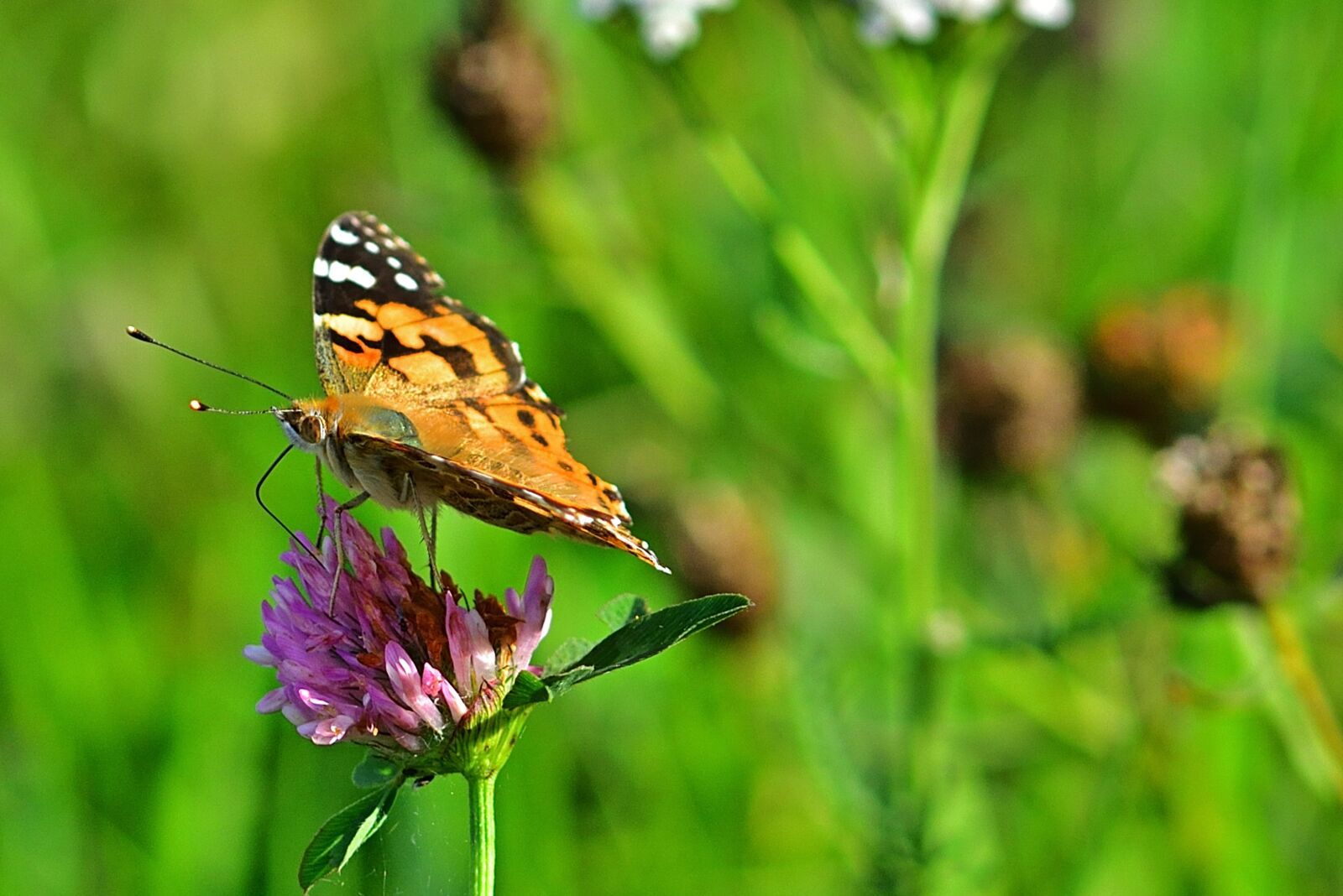 Nikon D5200 sample photo. Butterfly, vanessa cardui, klee photography