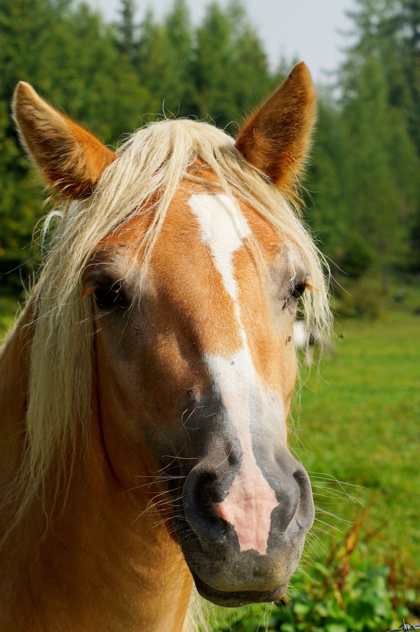 Sony SLT-A58 sample photo. Horse, animal, nature photography