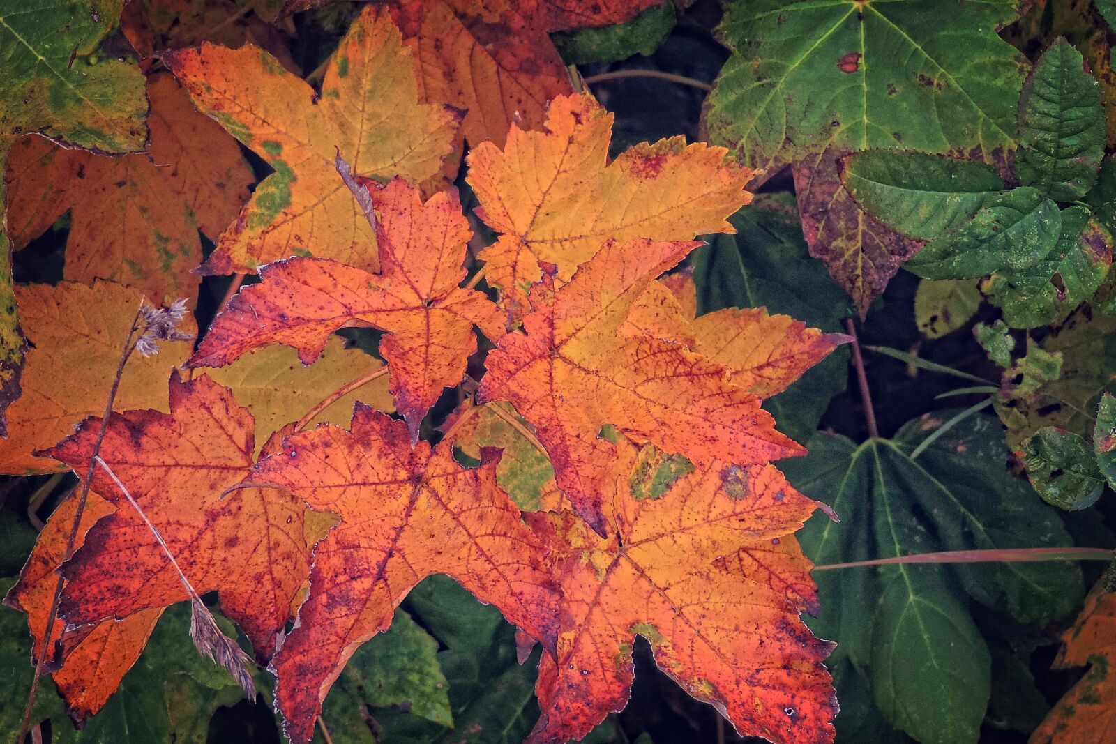 Nikon Coolpix P520 sample photo. Autumn, colorful leaves, fall photography