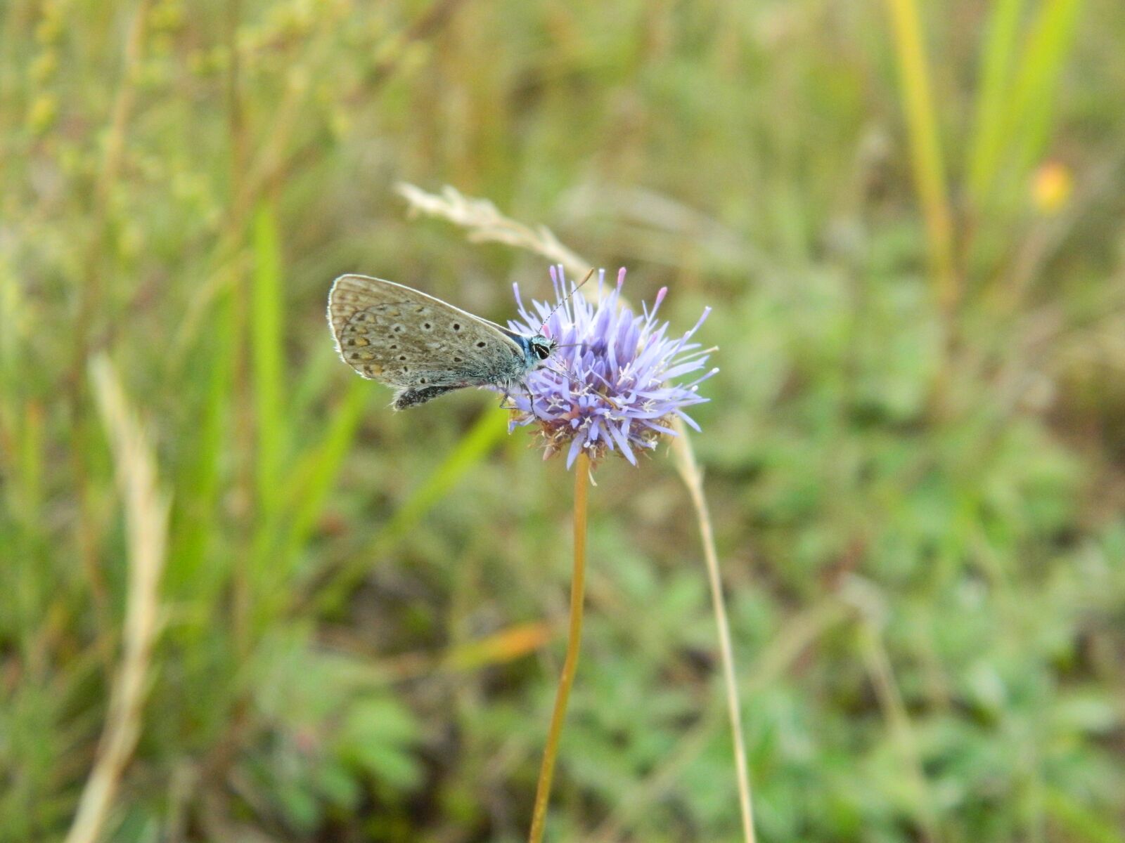 Nikon Coolpix L120 sample photo. Butterfly, flower, nature photography