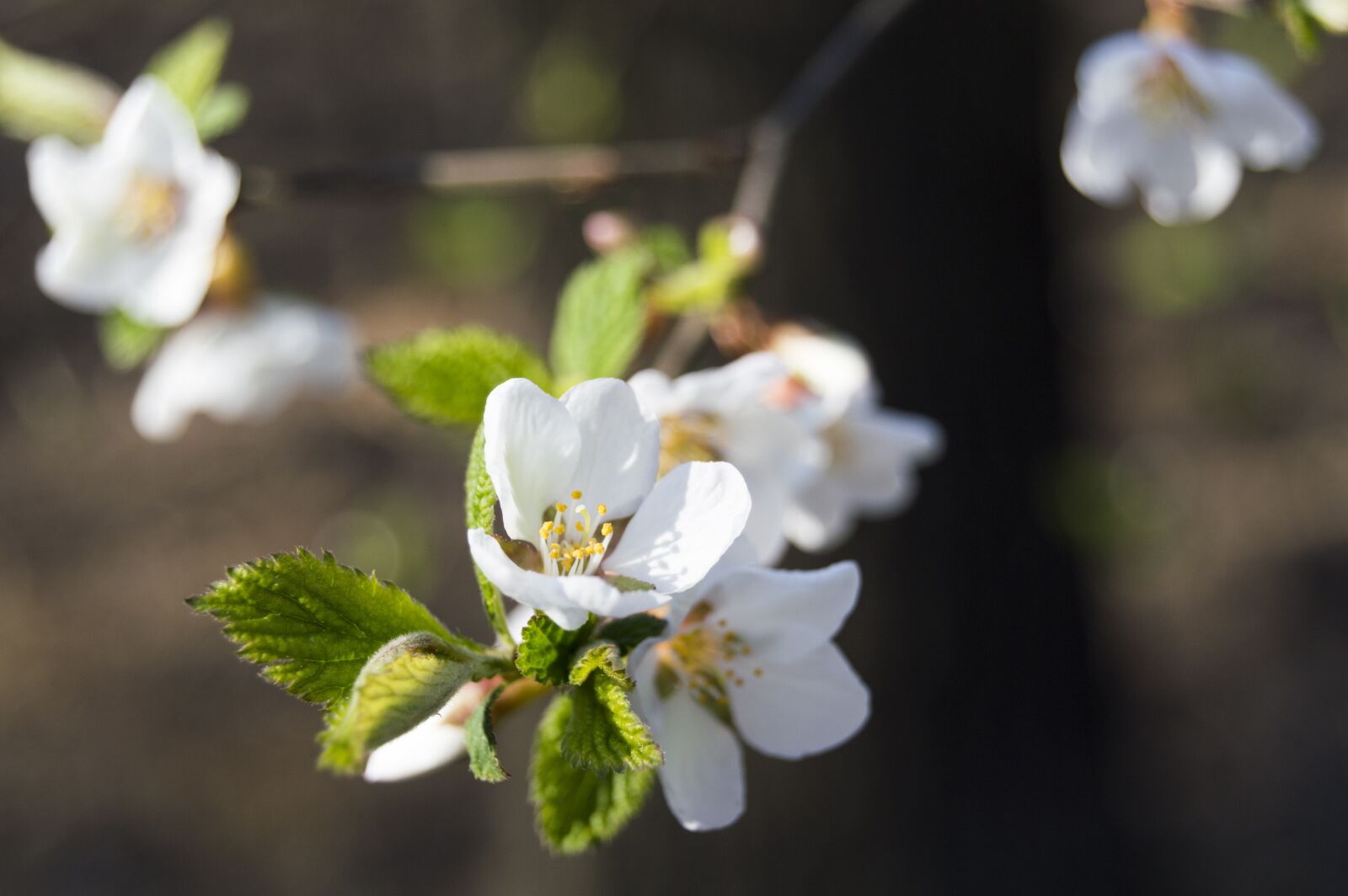 Nikon D3200 sample photo. Spring, flowers, nature photography