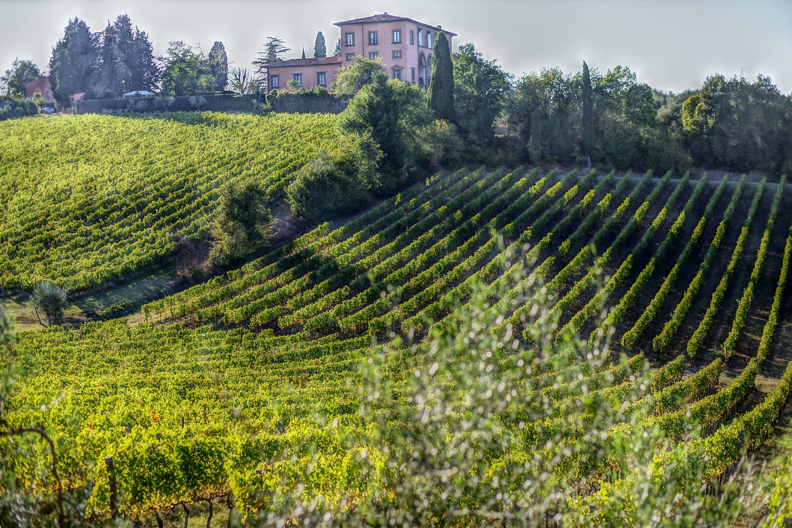 Pentax K-1 sample photo. Wine, vintage, grapes photography