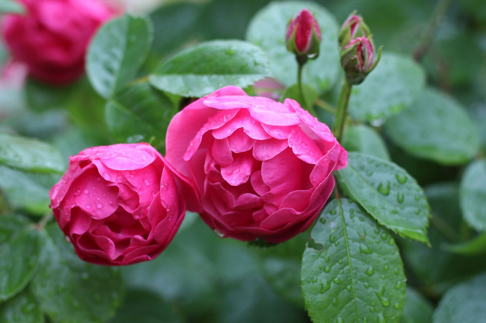 Canon EOS 700D (EOS Rebel T5i / EOS Kiss X7i) sample photo. Pink roses, roses, petals photography