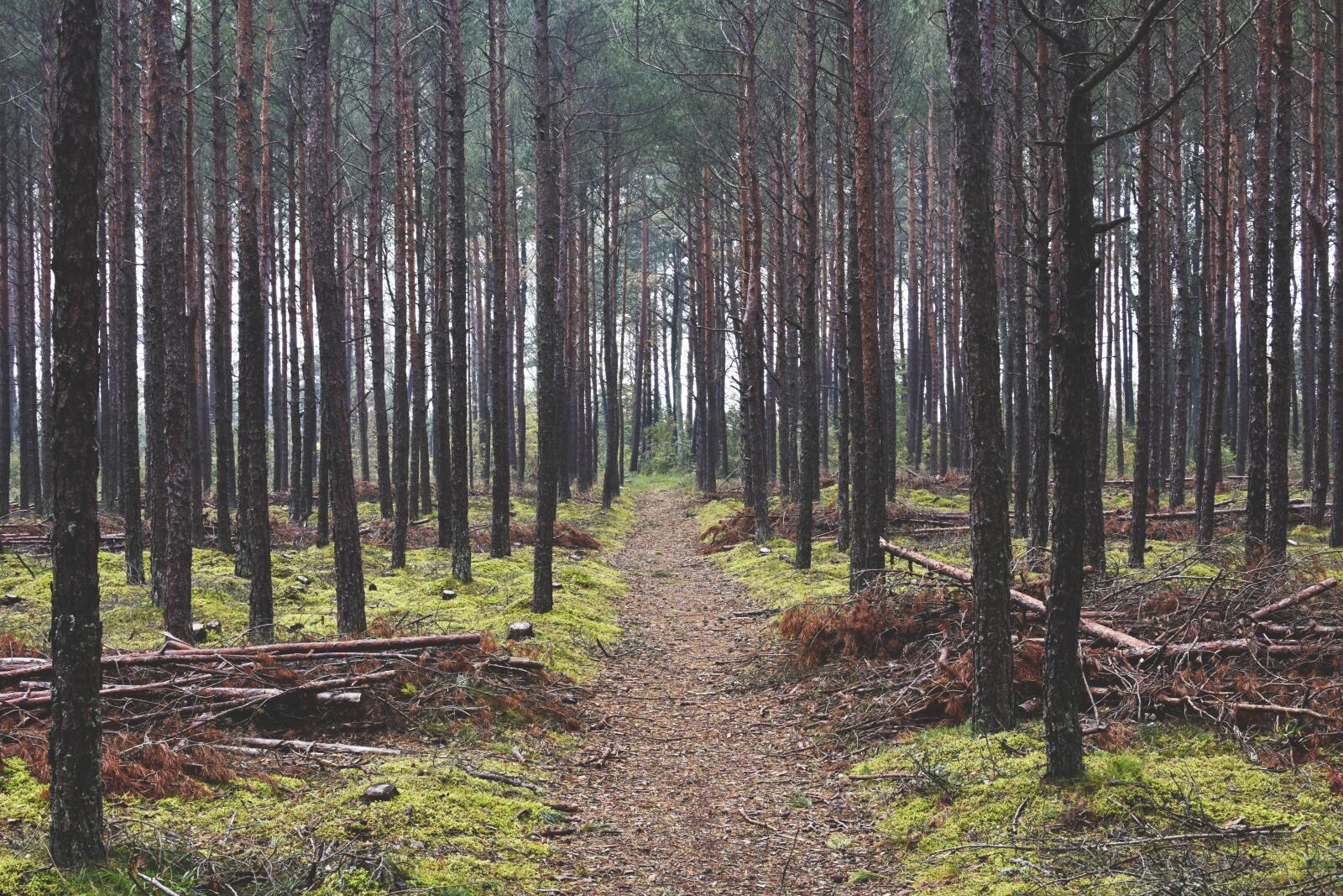 Nikon D7200 sample photo. Forest, wood, pine forest photography