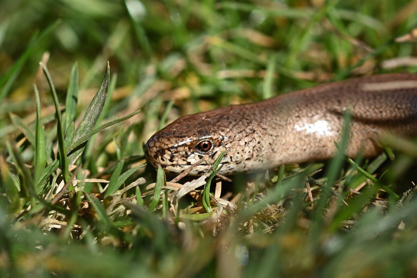 Nikon D5200 sample photo. Garden, slow worm, close photography