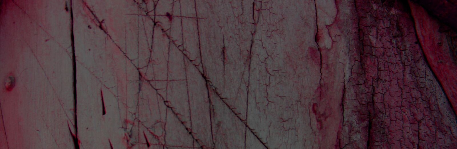 Canon EOS 500D (EOS Rebel T1i / EOS Kiss X3) sample photo. Wood, texture, the structure photography