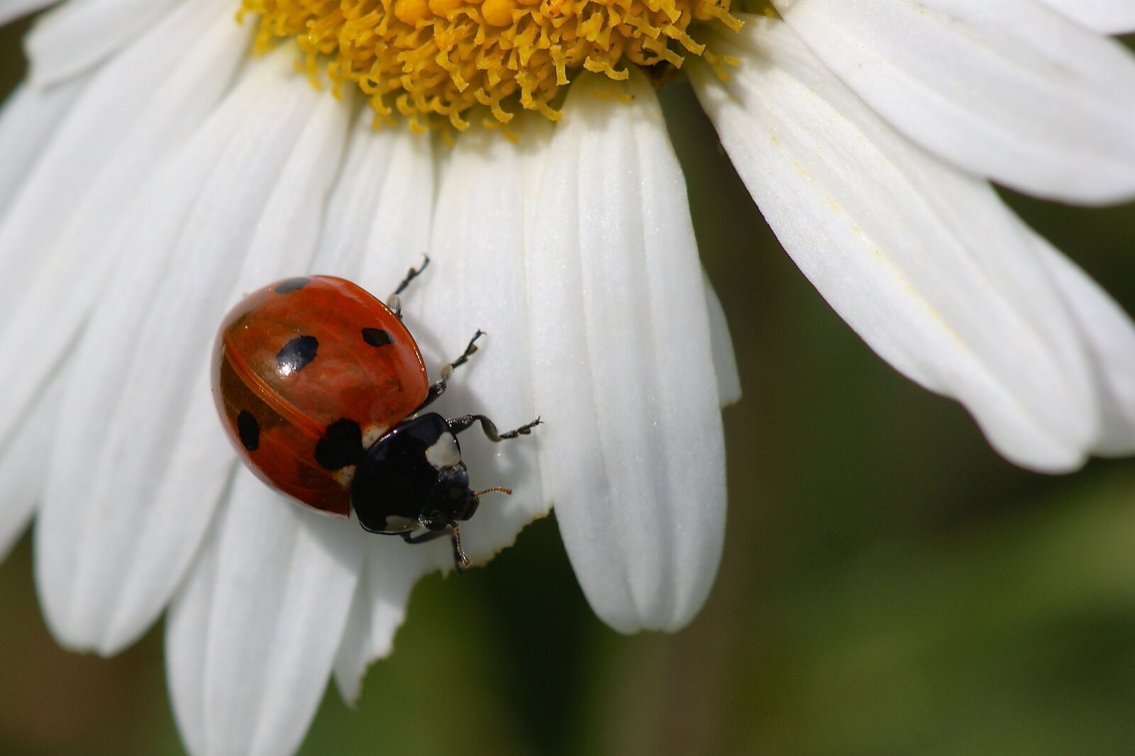 Sony Alpha DSLR-A350 sample photo. Ladybug, marguerite, nature photography