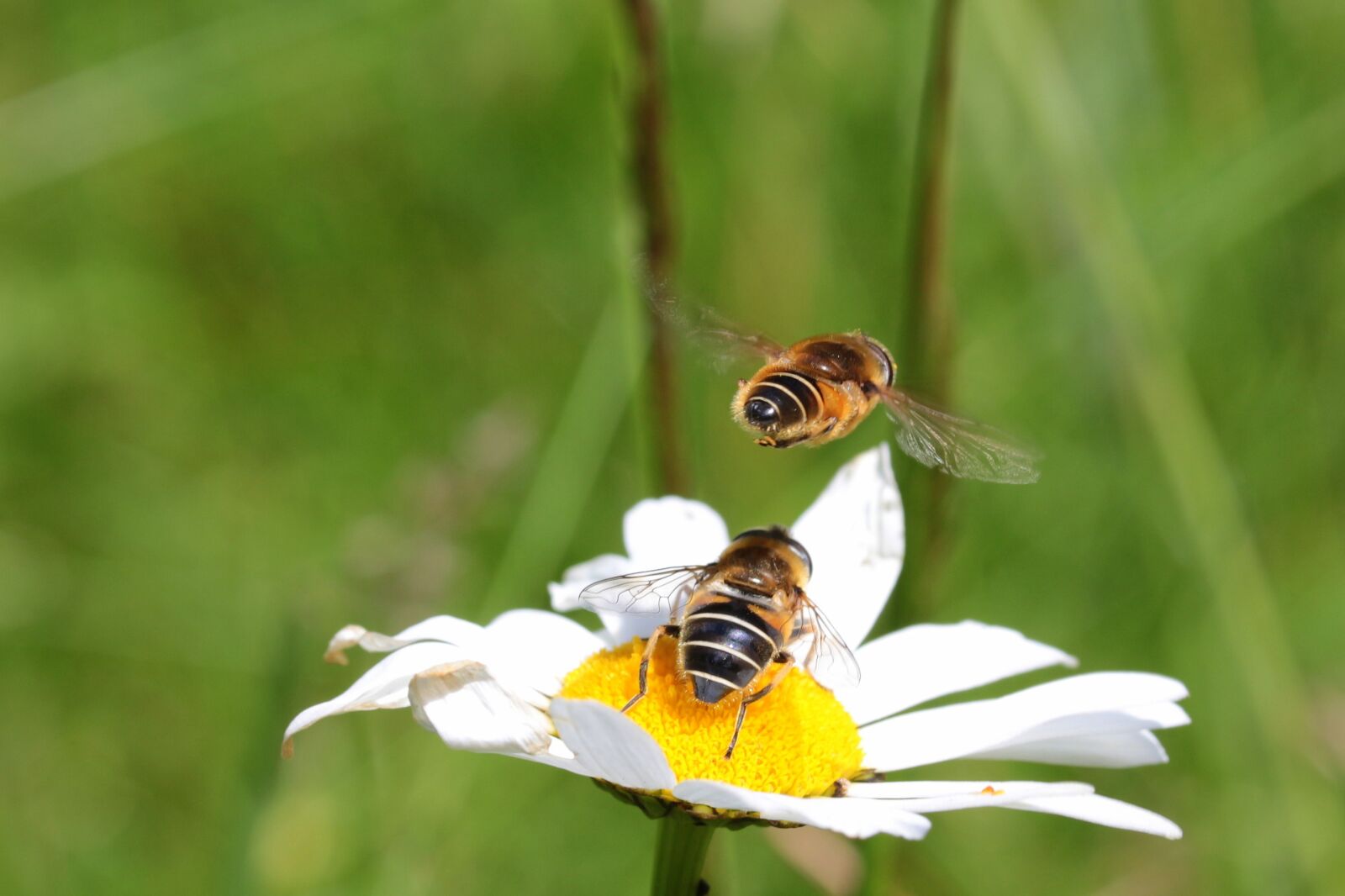 Canon EOS 650D (EOS Rebel T4i / EOS Kiss X6i) sample photo. Bees, common sand bees photography