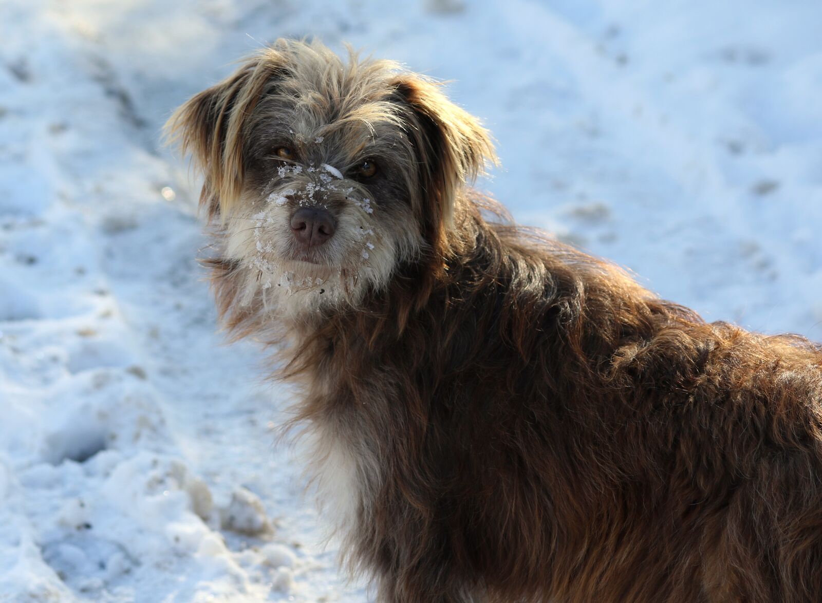 Canon EF-S 60mm F2.8 Macro USM sample photo. Dog, winter, snow photography
