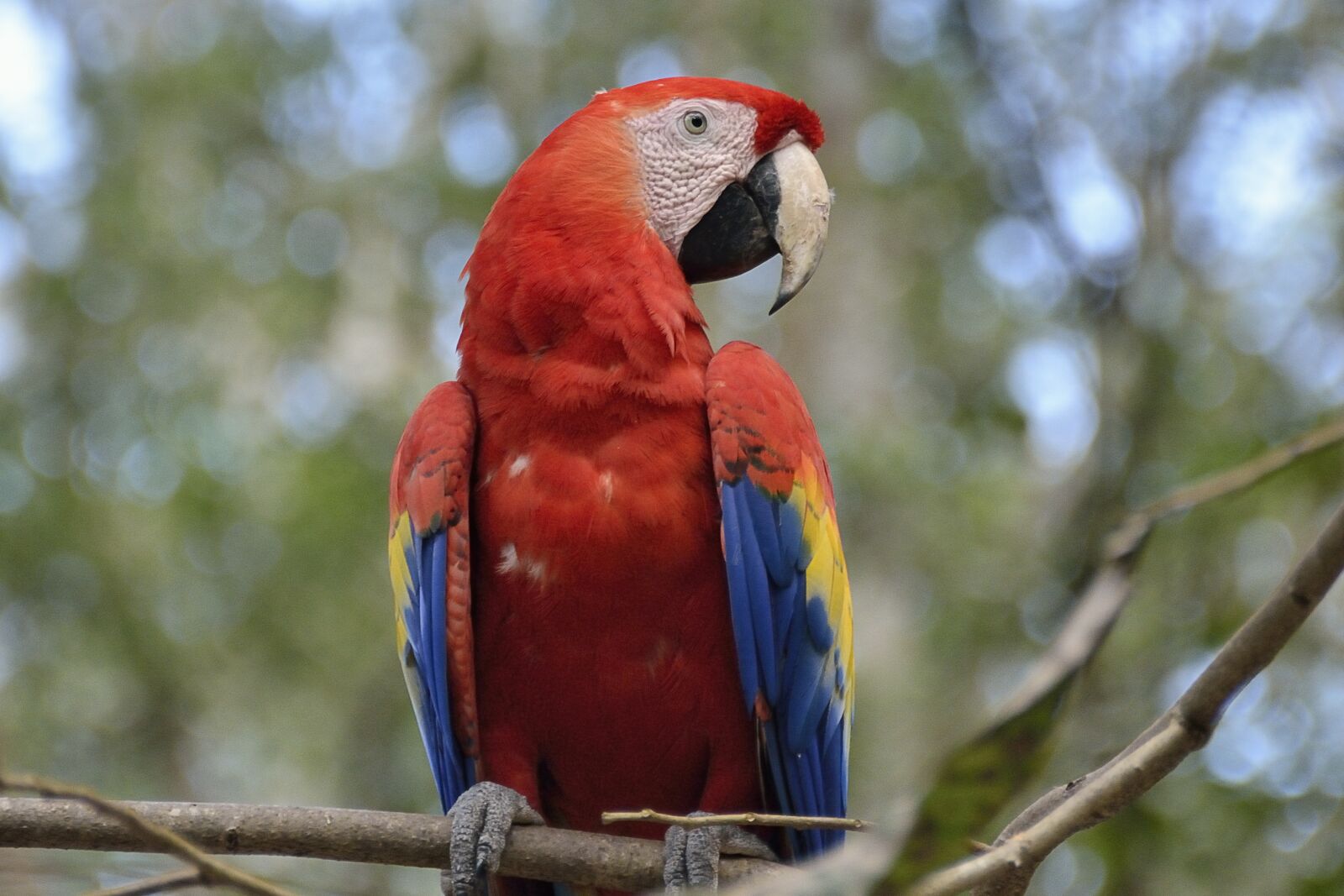 Nikon D7000 sample photo. Central america, guatemala, parrot photography
