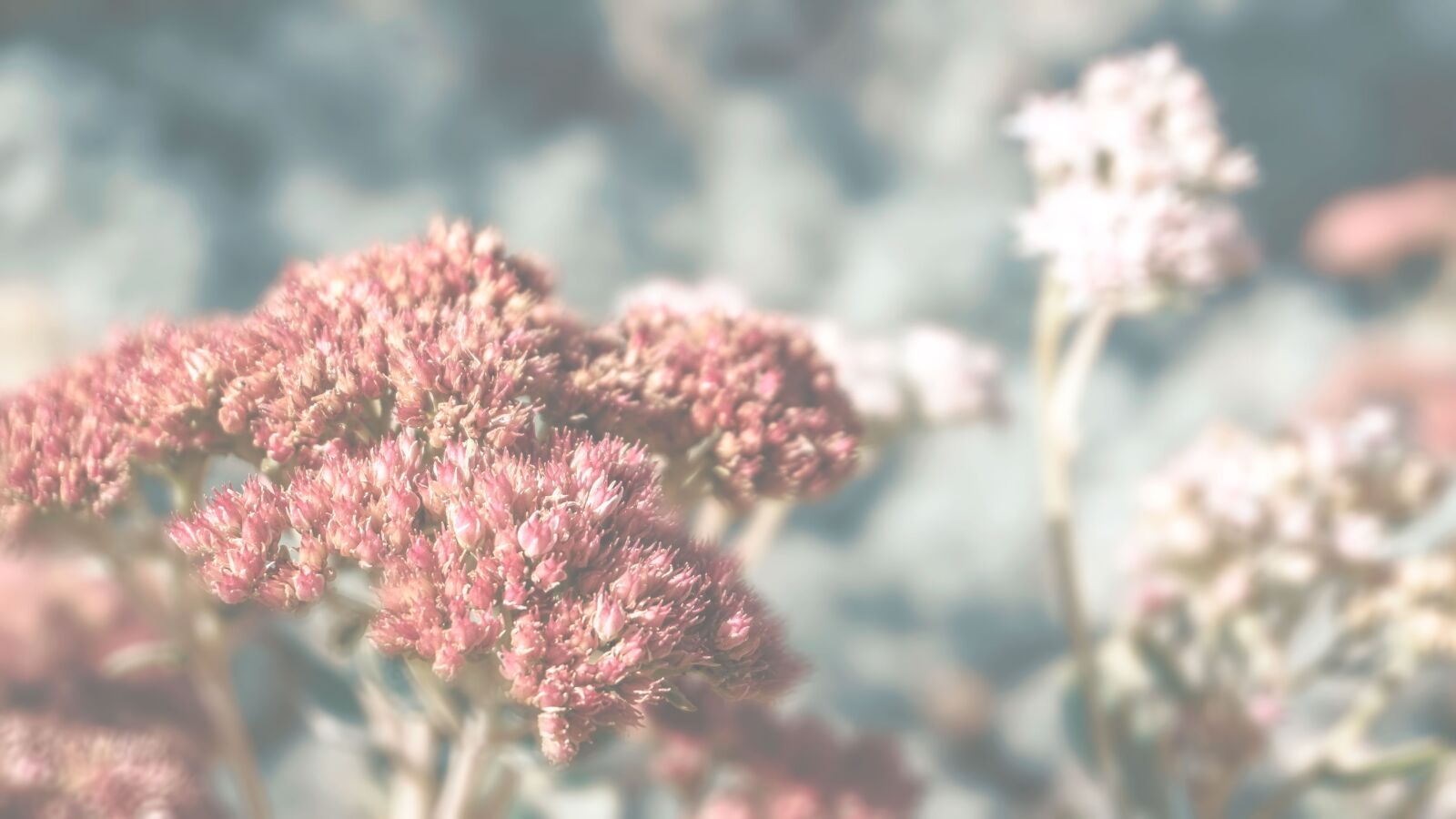 Sony a6000 sample photo. Flowers, sedum, succulent photography