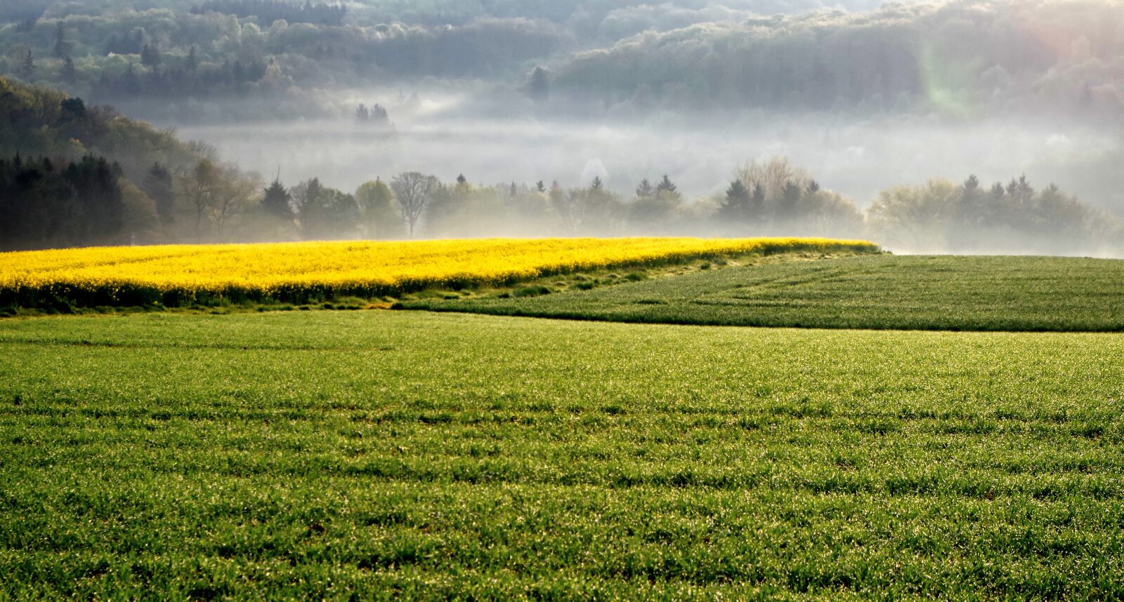 Pentax K-30 sample photo. Landscape, field of rapeseeds photography