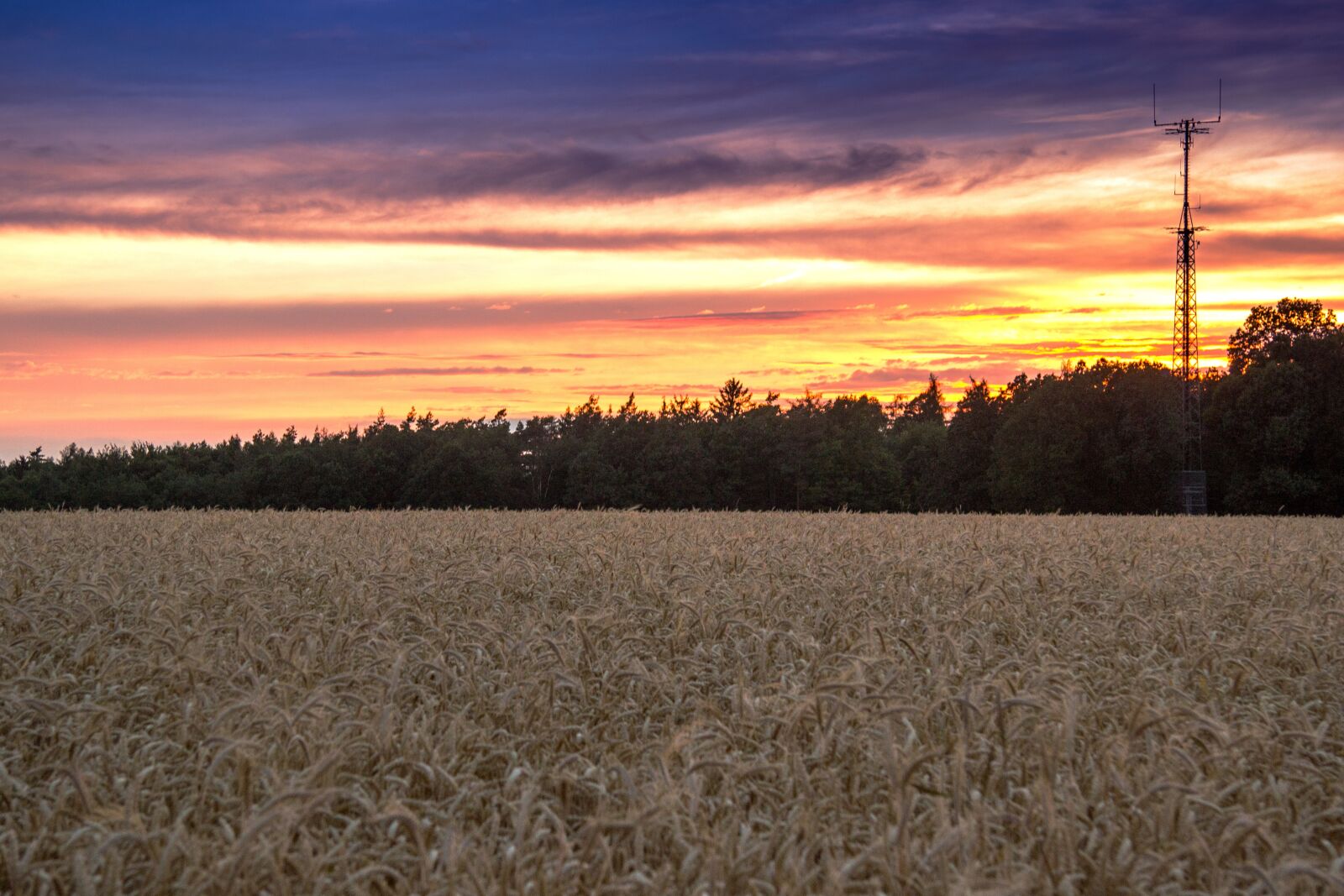 Canon EF-S 17-85mm F4-5.6 IS USM sample photo. Beginning of summer, cornfield photography