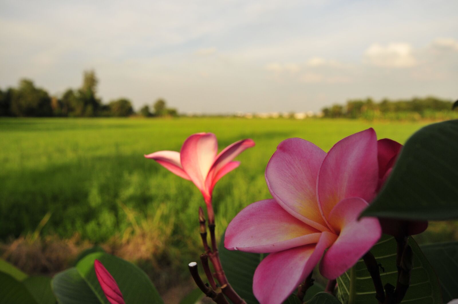 Nikon D300 sample photo. Nature, plant, summer photography
