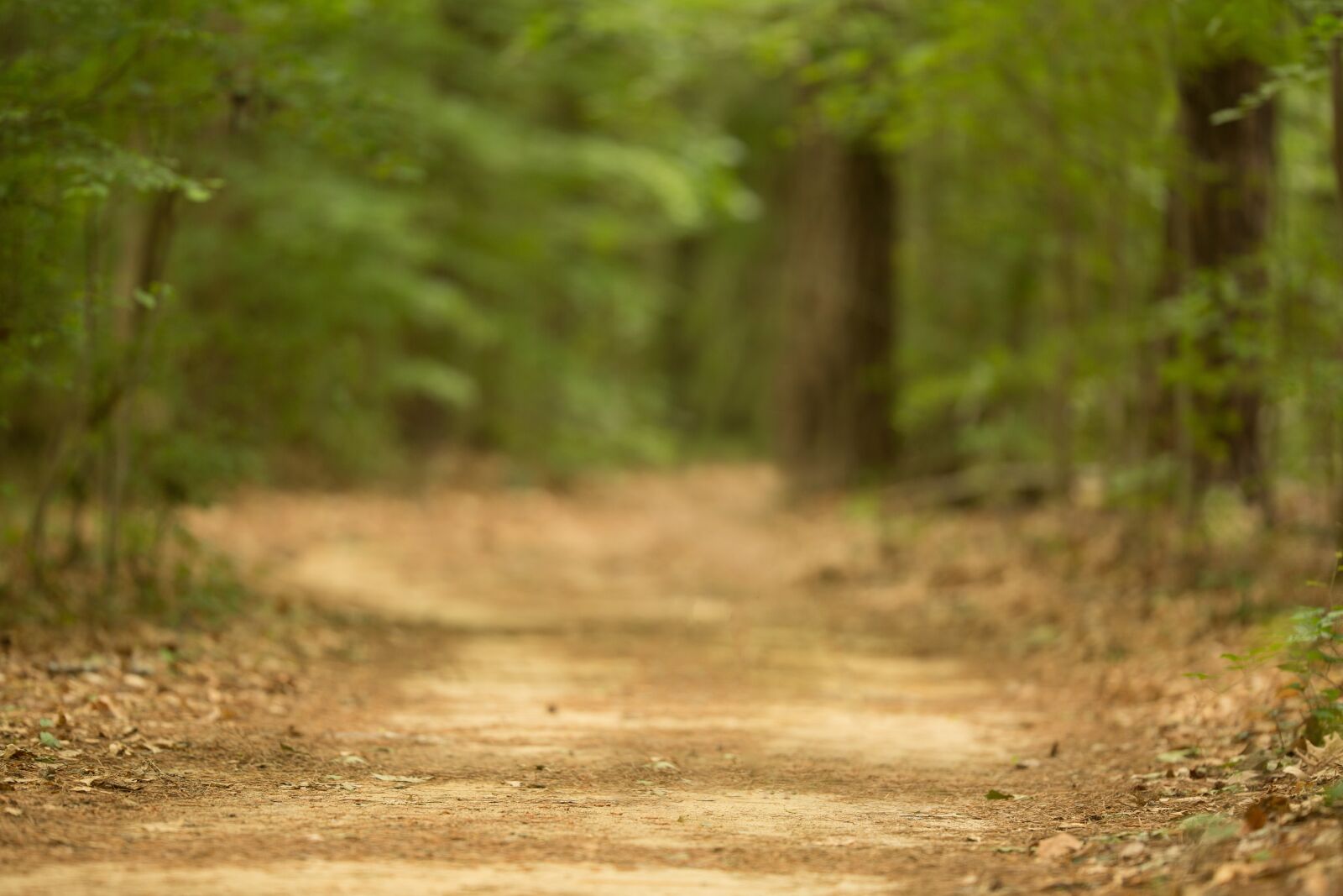 Canon EOS 5D Mark III + Canon EF 200mm F2L IS USM sample photo. The, street, forest photography