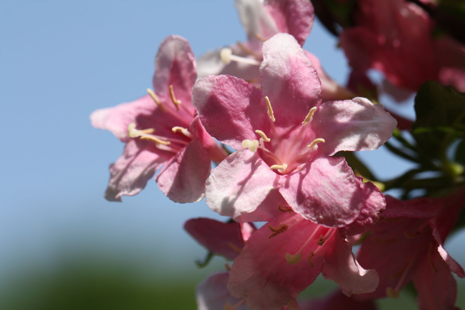 Canon EOS 450D (EOS Rebel XSi / EOS Kiss X2) sample photo. Azalea, pink, pink flower photography