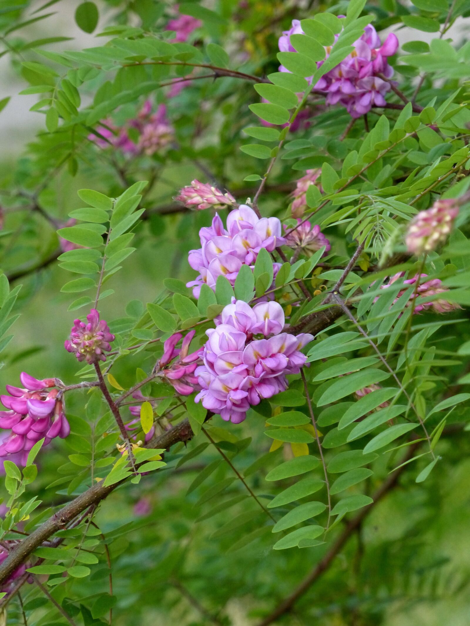 Panasonic Lumix DMC-FZ200 sample photo. Pink acacia, acacia, flowers photography
