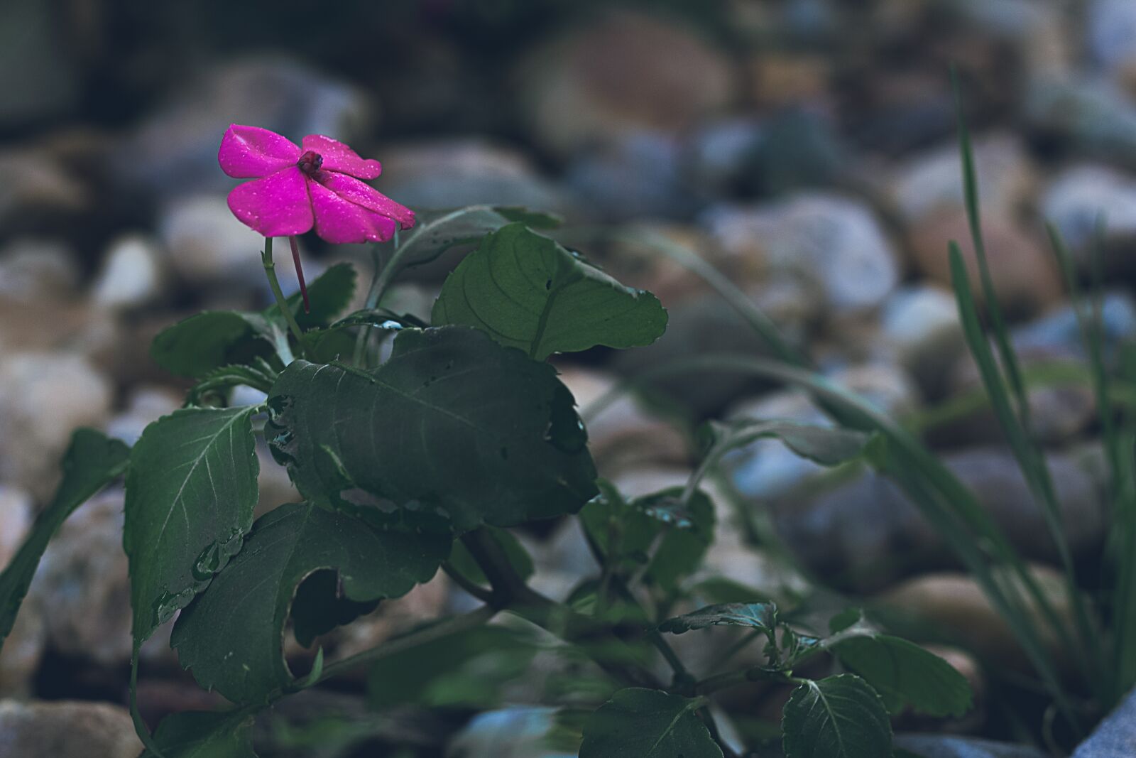 Canon EOS 700D (EOS Rebel T5i / EOS Kiss X7i) sample photo. Flower, dark, rosa photography